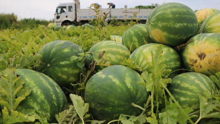 Adana karpuzu hasat için gün sayıyor