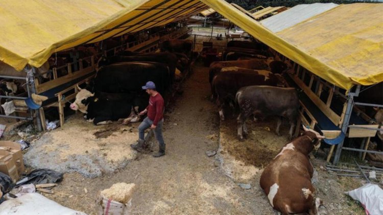 Kurban pazarında ilk günden sıkı pazarlıklar başladı