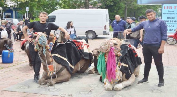 Tavşanlıda develere ilgi