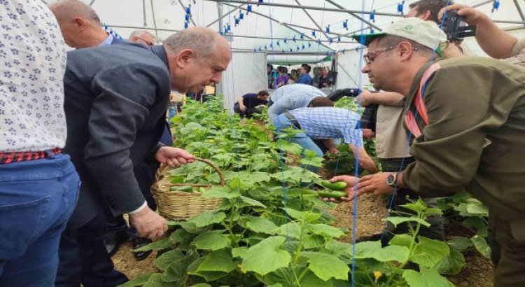 Keşanda Tarım Bölümü öğrencilerinin serada yetiştirdiği salatalıklar hasat edildi