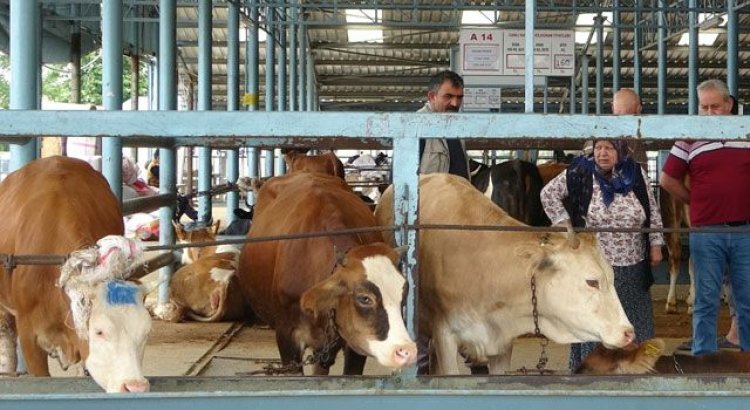 Vatandaşlar, Hayvan Pazarında Fiyatların Düşmesini Bekliyor