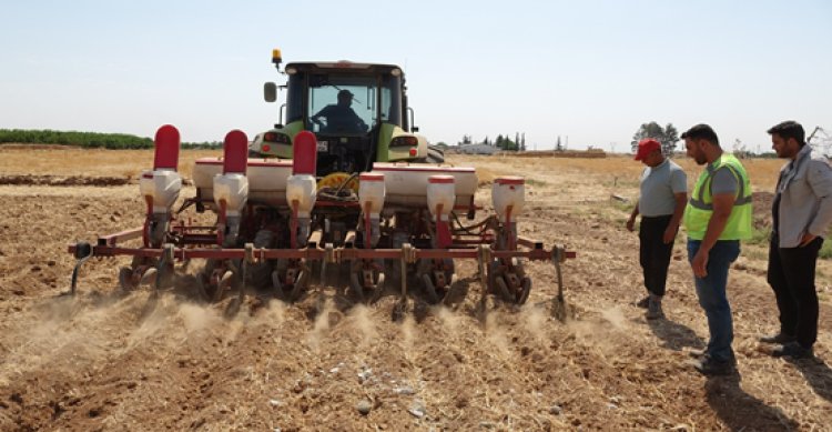 Büyükşehir Belediyesi Mısır Ekimine Başladı