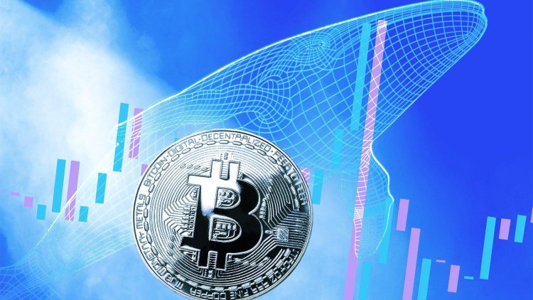 13 Yıldır Uyuyan Bitcoin Balinaları Neden Uyandı?