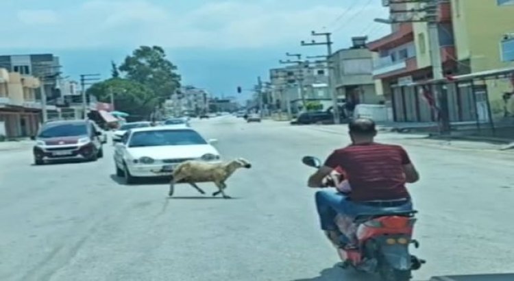 Kurbanlık koyun trafiği birbirine kattı!