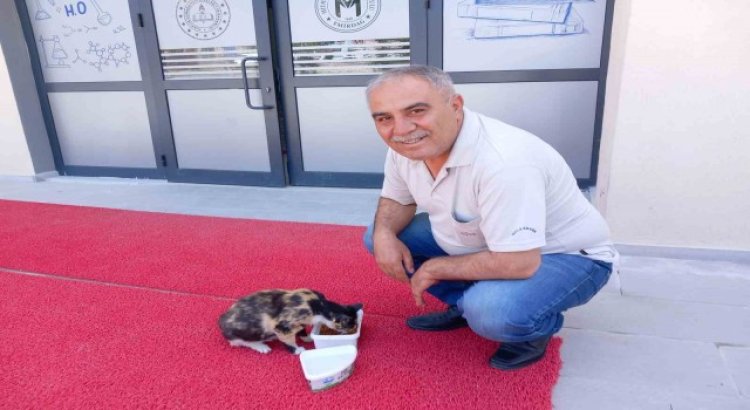 Sevimli kedi, Emirdağ Mithatpaşa Ortaokulunun bekçiliğini yapıyor