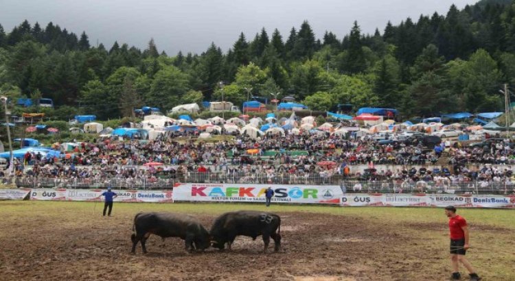 Kafkasör Festivalinin 3. gününde 32 boğa güreşti