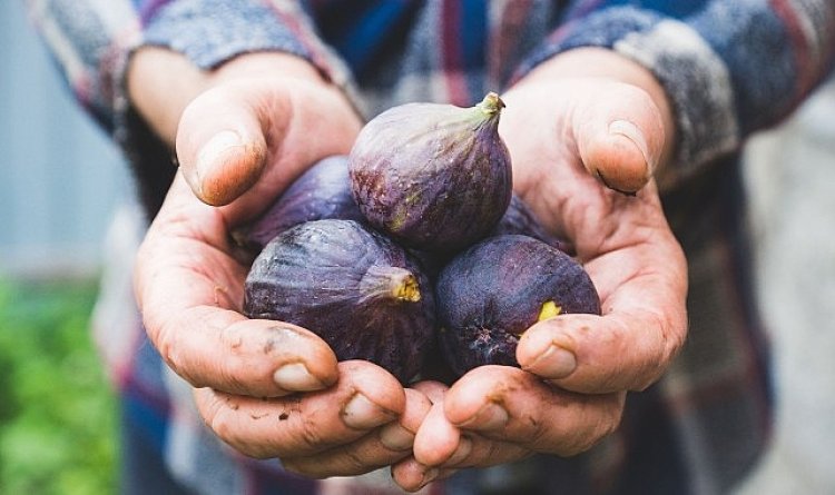 Taze incir ihracatı başladı