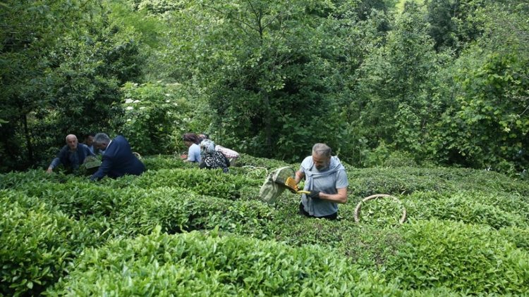 Türk çayı 7 ayda 17,2 milyon dolar kazandırdı