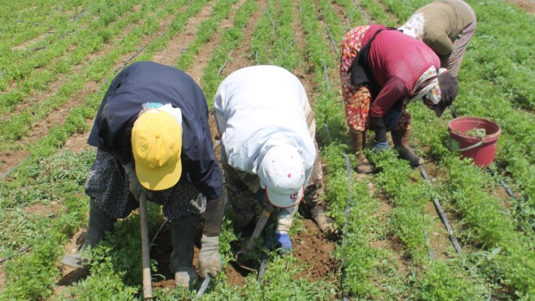 Edirne’de ev hanımları mevsimlik tarım işçiliği yapıp günlük 500 liraya kadar yevmiye kazanıyor