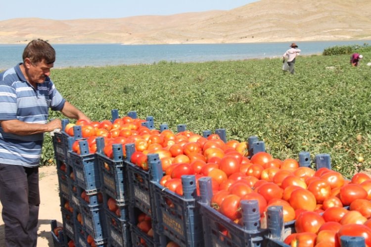 Elazığ’da 42 derece altında çalışan mevsimlik tarım işçilerinin günlük yevmiyesi 400 lira