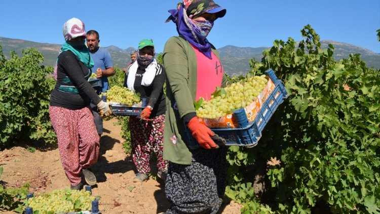 Manisa’da üzüm işçilerinin günlük yevmiyeleri