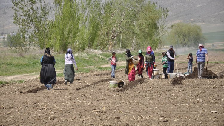 Erzincan’da mevsimlik işçilerin günlük yevmiyesi