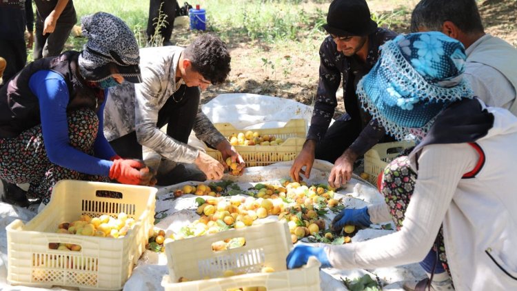 Malatya Arguvan’da kayısı işçilerinin günlük yevmiyesi