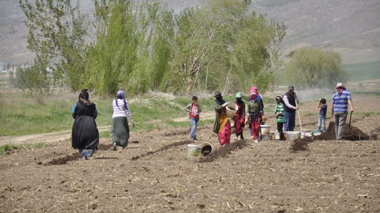 Erzincan’da şeker pancarı işçilerinin günlük yevmiyesi açıklandı