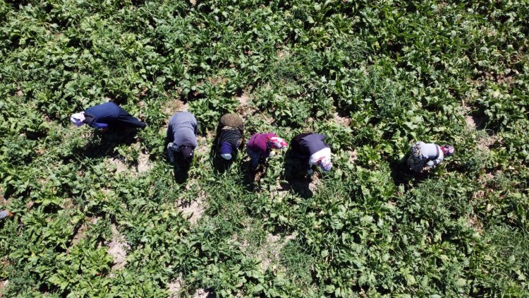 Yozgat’ta şeker pancarı işçisinin günlük yevmiyesi açıklandı