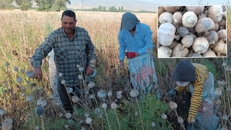 Afyonkarahisar haşhaş hasadı işçisi günlük yevmiyesi açıklandı