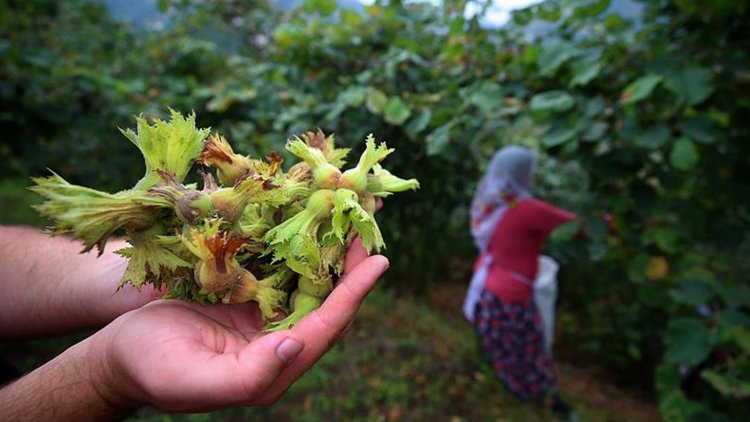 Zonguldak’ta fındık hasadı işçisinin günlük yevmiyesi belli oldu