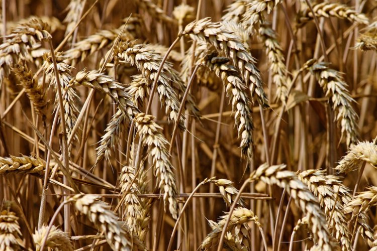 Buğday ve arpa fiyatlarında şoke eden gelişme! TOBB resmi buğday ve arpa fiyatları açıklandı