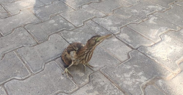 Şanlıurfa&#039;da yaralı balaban kuşu tedavi altına alındı