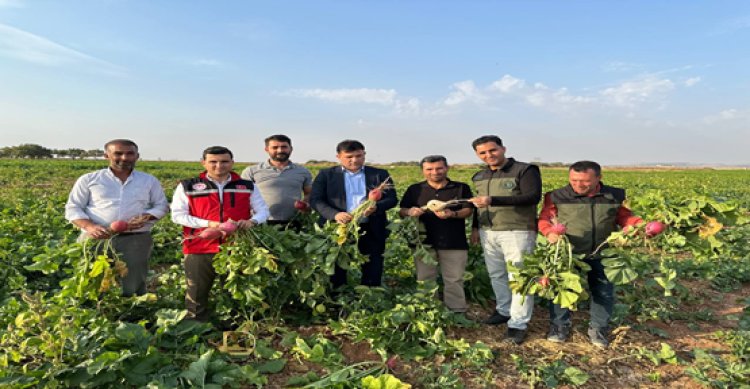 Bozova’da turp ve yeşil fasulye hasadı başladı