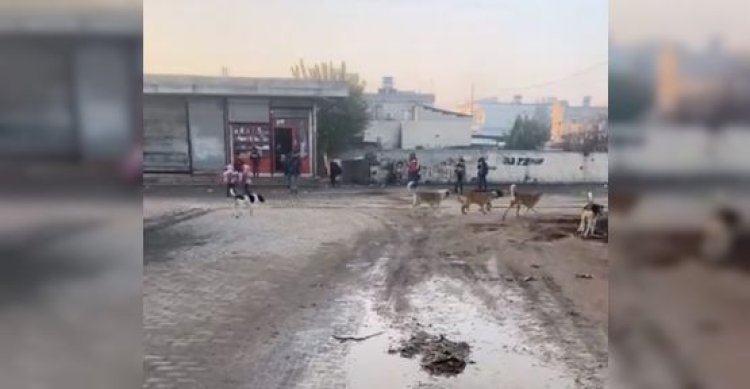 Akçakale’de küçük öğrenciler sokak köpeklerinin tehdidi altında