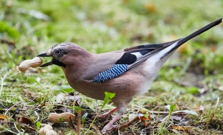 Bazı kuşların “zihinsel zaman yolculuğu” yapabildiği tespit edildi