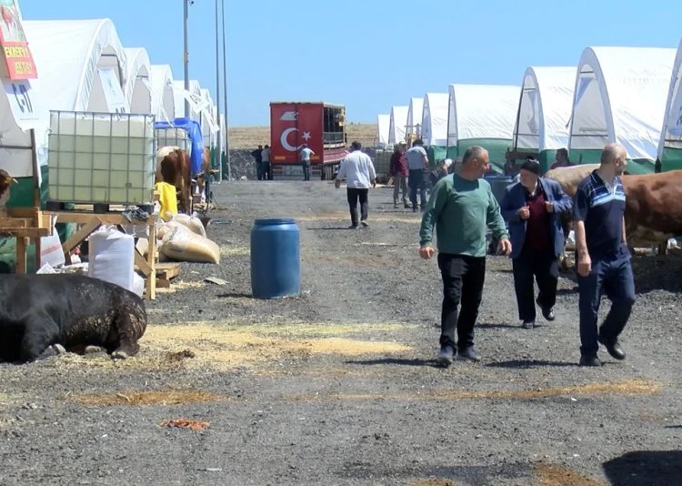 İstanbul’da kurbanlıklar görücüye çıktı