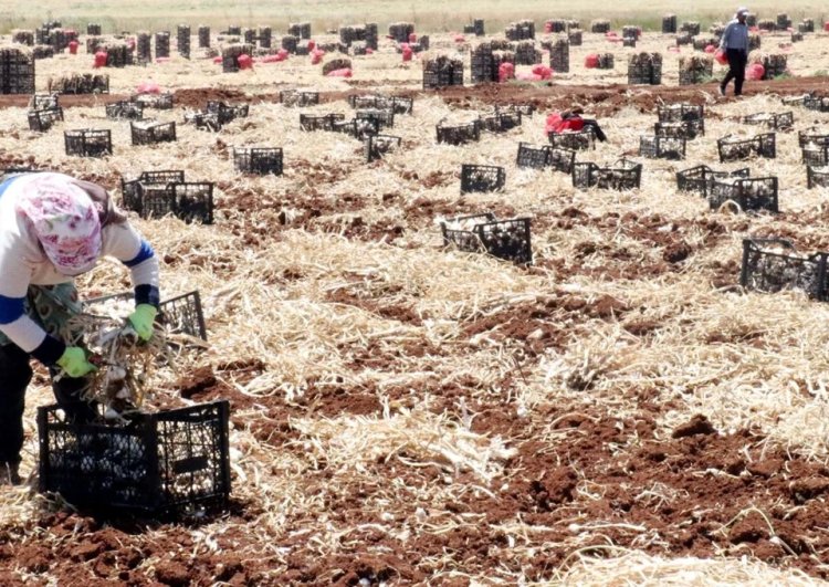 Gaziantep’te sarımsak hasadı başladı: Tarlada 50, markette 100 lira