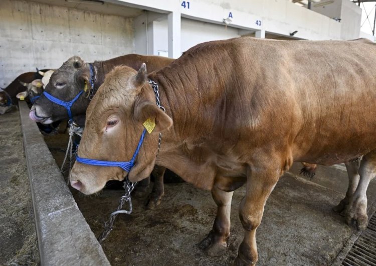 Kurban Bayramı’nda 3 milyon 200 bin kurban kesilecek