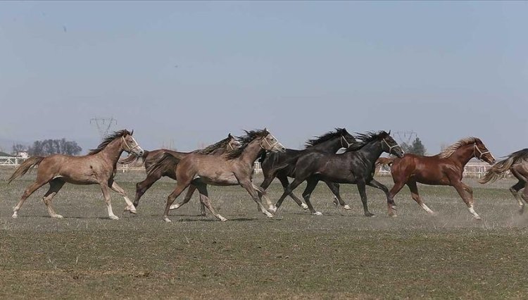 TİGEM, 73 safkan Arap koşu tayı satacak