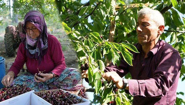 Kilosu 60 liradan alıcı buluyor! Bursa’dan dünyaya yayılıyor, 50 yıllık hikayesi var