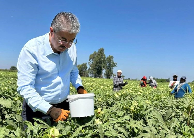 Osmaniye’den Türkiye’nin her iline yayılıyor! Tarlada 80 lira, folat, demir, magnezyum zengini