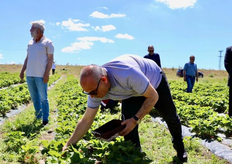 “Burada yetişmez” dediler ama 1 yılda 400 ton verim alındı! 16 milyon liralık gelir elde ediliyor