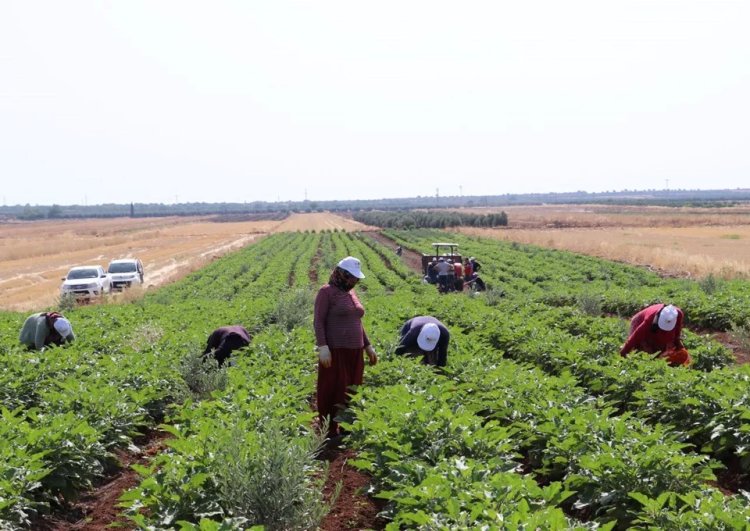 Kilis’in “Zabaran”ı için erken saatlerde yola koyuluyorlar! Rengi mor, çizgili, boyu 30 santim