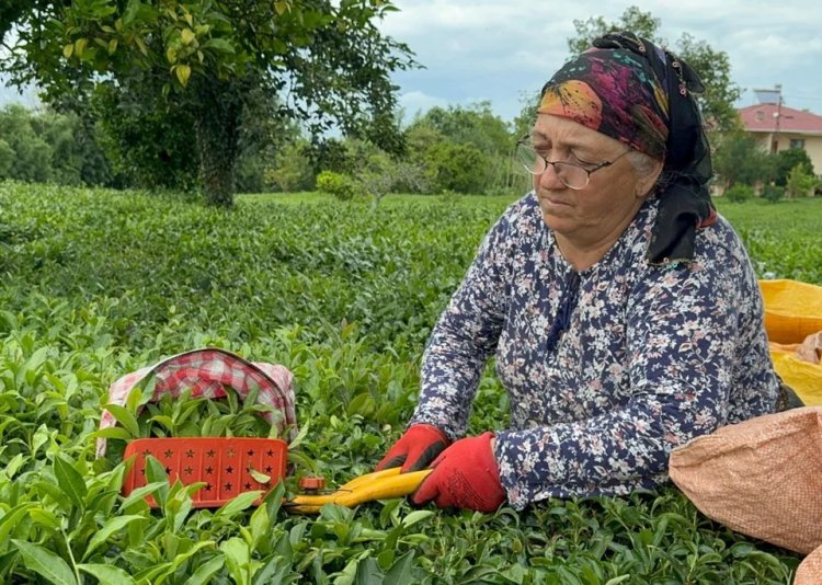 ÇAYKUR kontenjanı 50 kilogramdan 30 kilograma düşürdü