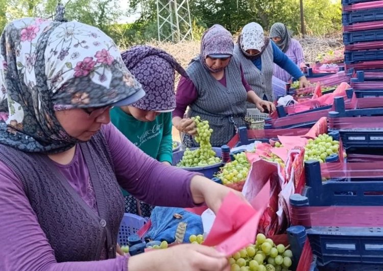 Türkiye’nin dünyaca ünlü çekirdeksiz meyvesi!Sadece yaş olarak tüketiliyor: Kalbi kuvvetlendiriyor, kabızlığı bitiriyor