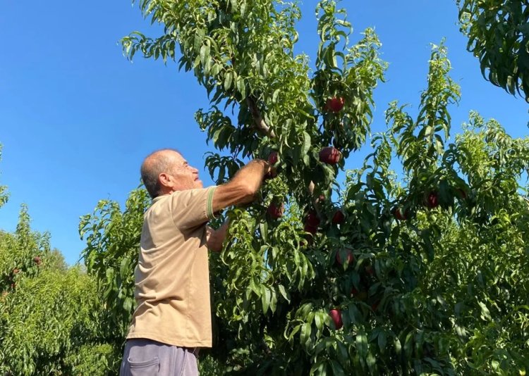 Türkiye’de yetişiyor, Ruslar kapış kapış alıyor! Kilosu 35 lira: Yazın yiyen hastalık nedir bilmiyor