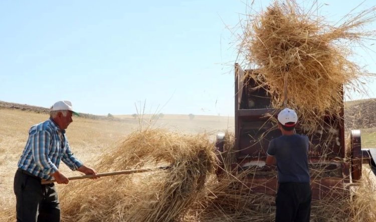 36 derece sıcakta patos vuruyorlar! Güneşin altında kış için hummalı çalışma sürüyor