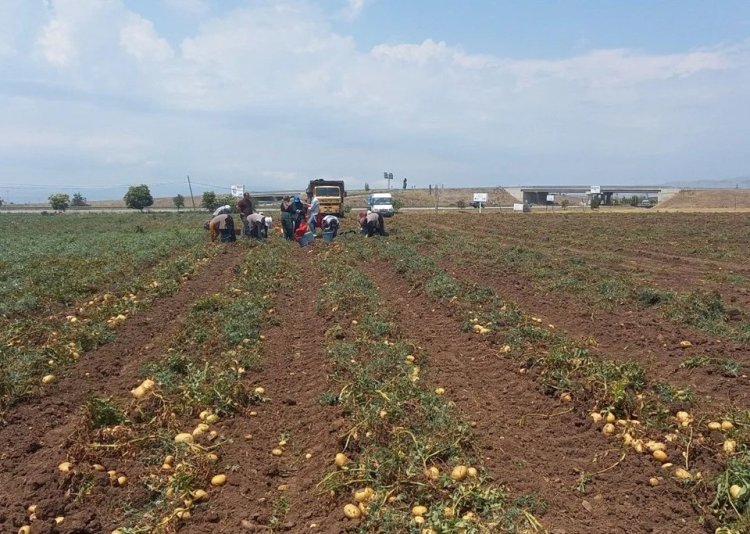 Türkiye’nin dört bir yanına gönderiliyor! Afyonkarahisar hasat başladı