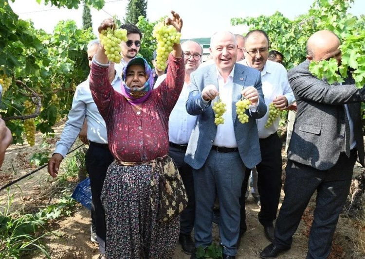 Denizli’de üzüm hasadı başladı