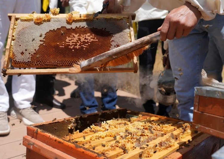 Türkiye’nin altın madalyalı balı! Hasat başladı, ünü dünyaya yayıldı