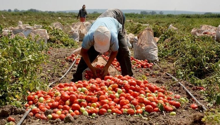 Salçalık domateste fiyat krizi