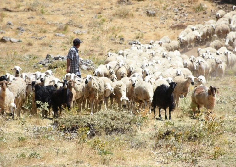 Depremden etkilenen Malatya’da devlet desteğiyle hayvancılık gelişiyor