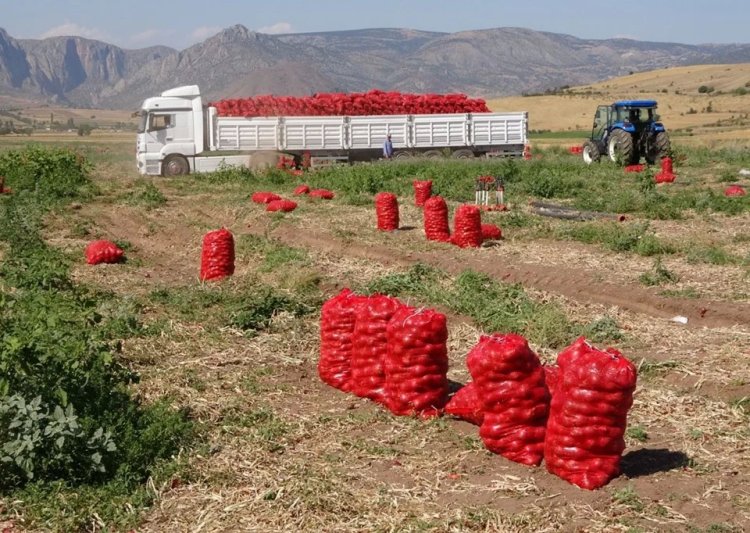 Soğanda hasat başladı: Tarlada 4, pazarda 12 lira