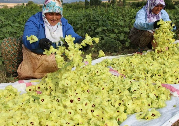 Türkiye’nin “tescilli sarı altını” Kilosu bin TL, Kapış kapış satılan doğal magnezyum deposu