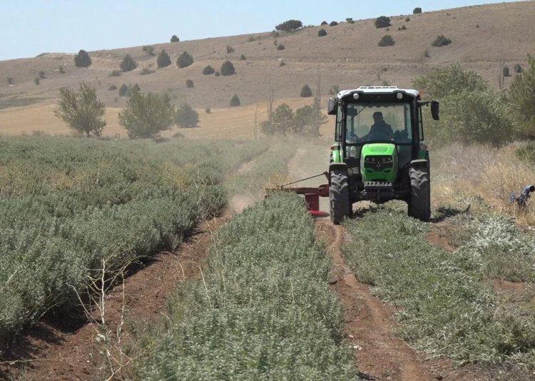 Anadolu ada çayında verim yüzde 60 düştü