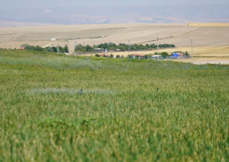 Soğan üreticileri rekolte beklentisini açıkladı