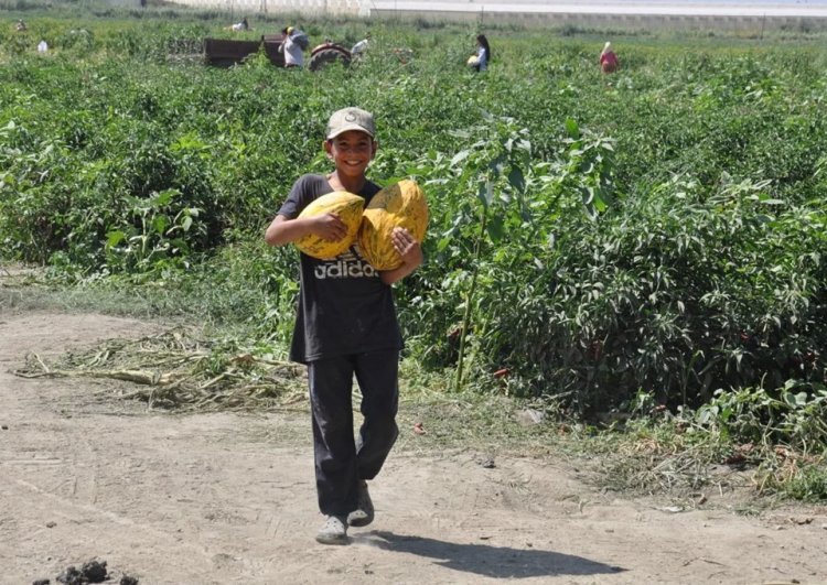 Çiftçiler umduğunu bulamayınca kavunları halka bedava dağıttı