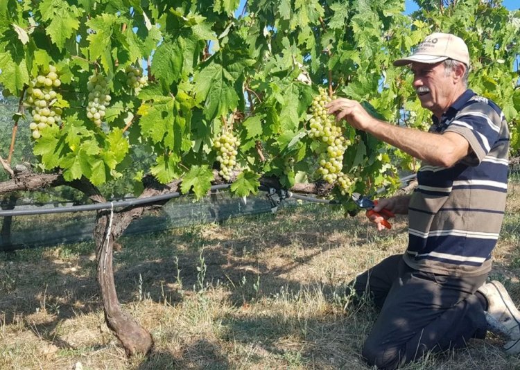 Herkes ona “pembeçavuş” diyor! Hasat erken başladı: Damar sağlığını iyileştiriyor, erken yaşlanmayı önlüyor