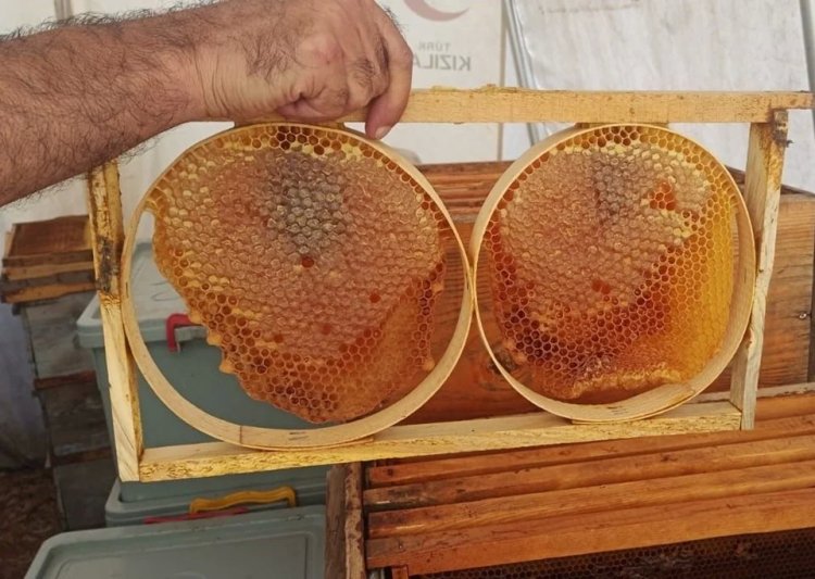 Adıyaman’da bal sağımı başladı! Polen, propolis, arı sütü üretimi yapılıyor